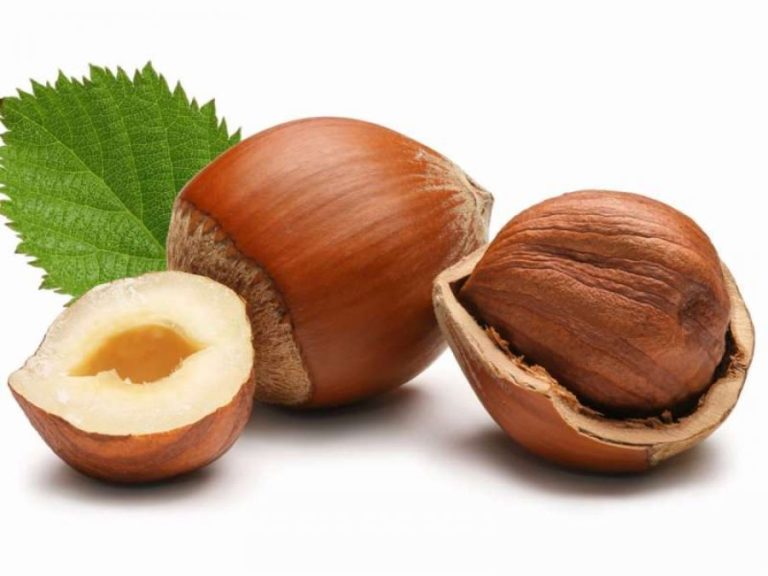 Tek lajthitë gjithçka është shëruese – lëvorja, gjethet, lulet dhe frutat