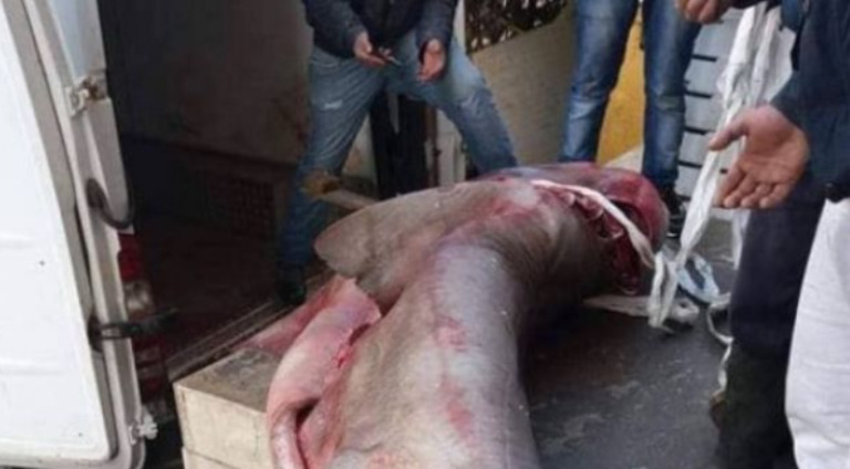 Kapet edhe një peshkaqen në Durrës, peshon 340 kg