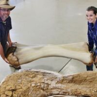 Shkencetaret-gjejne-dinosaurin-gjigant-ne-Australi-me-i-madhi-ndonjehere