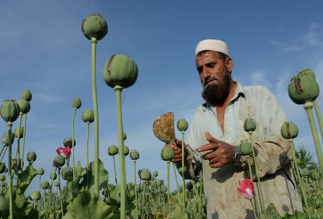 Shitja e opiumit dhe trafikimi i heroinës, “zbulohet” pasuria 850 miliardë euro e talebanëve