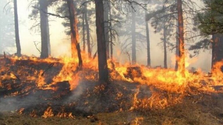 Policia e Kosovës: Fajtorët për zjarret do të përballen me drejtësinë
