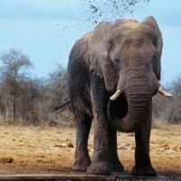 Elefantet-perfitojne-nga-vellezerit-e-motrat-me-te-medhenj