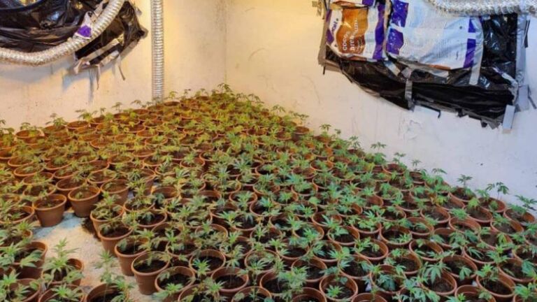 Policia jep detaje nga aksioni në veri, sasia e drogës së konfiskuar kalon vlerën mbi një milionë euro