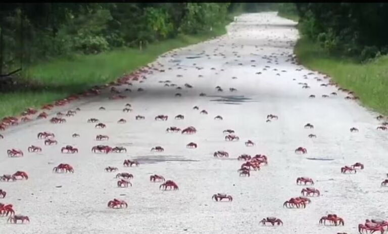 Miliona gaforre të kuqe pushtojnë ishullin