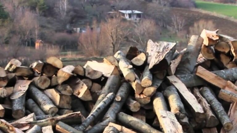 MPB: Arrestohen dy persona për prerje ilegale të drurëve