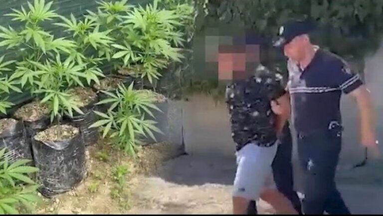 Ushtria dhe policia jonë e ruante, e ujiste…/ Kanabisin e komandove në Zall Herr e zbuluan italianët