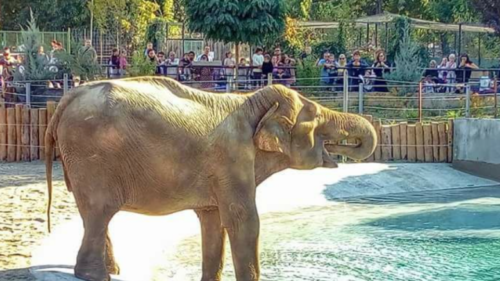 Ngordh një elefant në Kopshtin Zoologjik të Shkupit