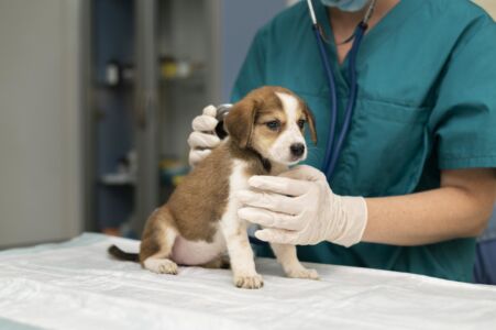 Maqedonia mbetet pa inspektorë veterinar – Në disa qytete nuk ka asnjë, interesimi për të studiuar është në rënie!