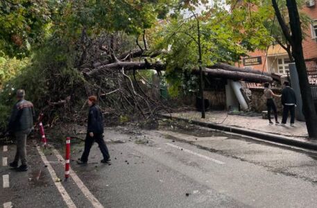 (FOTO) Moti i keq rrëzon pemën në zonën e ish-bllokut, bllokohet rruga