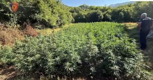 Shkodër/ Zbulohet dhe asgjësohet një parcelë me kanabis, 2936 bimë në total. Nisin procedimet për zyrtarë lokalë