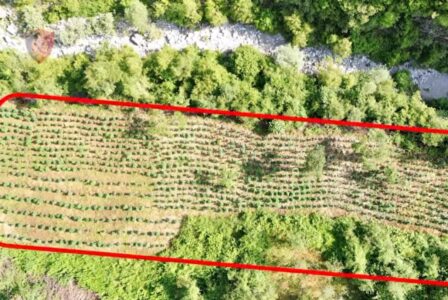 Asgjësohen mbi 12 mijë bimë kanabisi në qarkun Shkodër, e pësojnë keq 3 zyrtarë vendorë! Shpallen në kërkim autorët e kultivimit të drogës